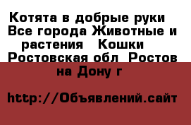 Котята в добрые руки - Все города Животные и растения » Кошки   . Ростовская обл.,Ростов-на-Дону г.